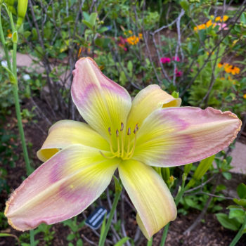 Rethinking Daylilies  N.C. Cooperative Extension