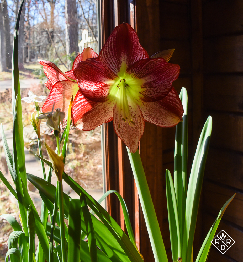 Indoor flower garden - Red Dirt Ramblings®