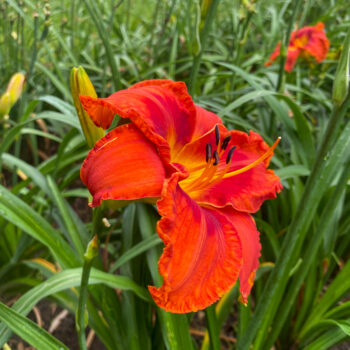 Rethinking Daylilies  N.C. Cooperative Extension