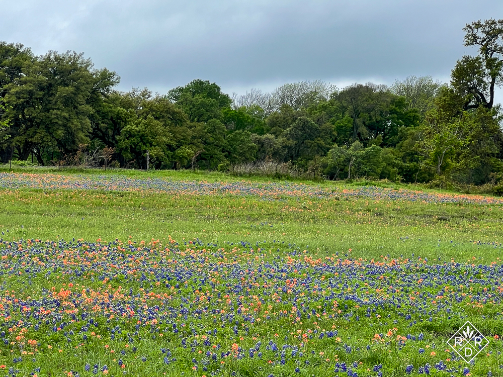 ORANGE UNIQUE Floral Arrangement in Brenham, TX - BRENHAM WILDFLOWERS  FLORIST