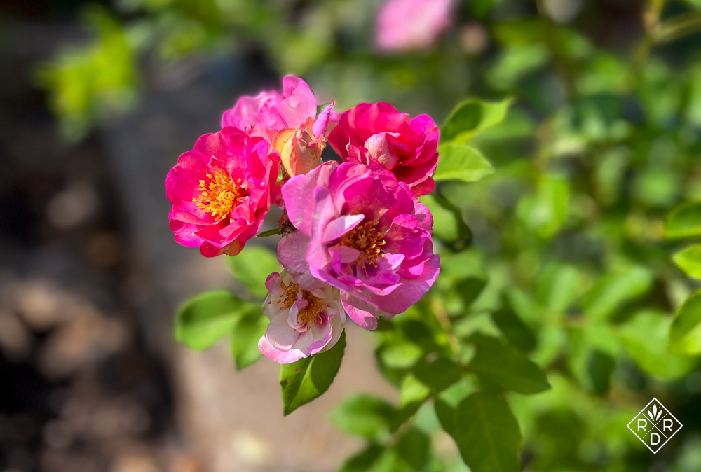 Rose roseです ※10月6日までお取り置きもできますᵕ̈* Everything's coming up roses - Red Dirt Ramblings®