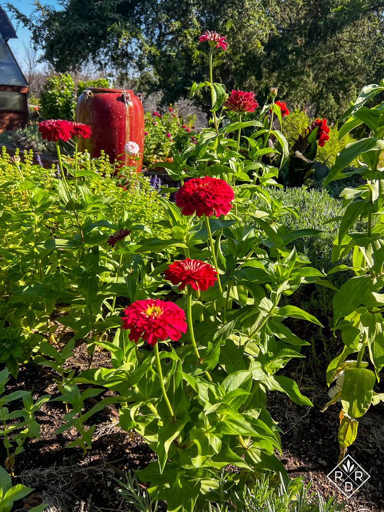 Gardening is a love story - Red Dirt Ramblings®